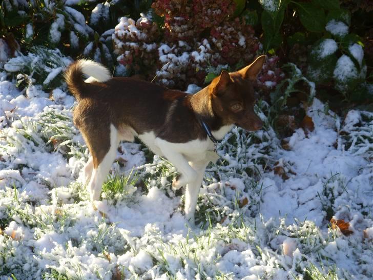 Blanding af racer lubbi billede 18