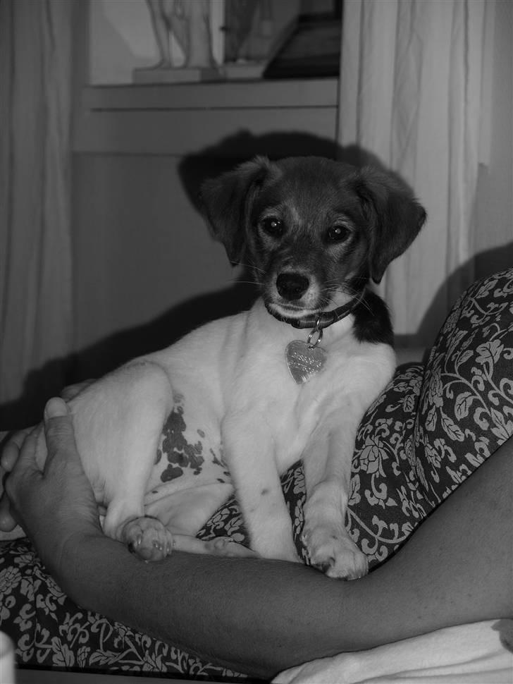 Blanding af racer Lotus billede 14