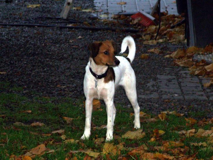 Blanding af racer Lotus billede 15