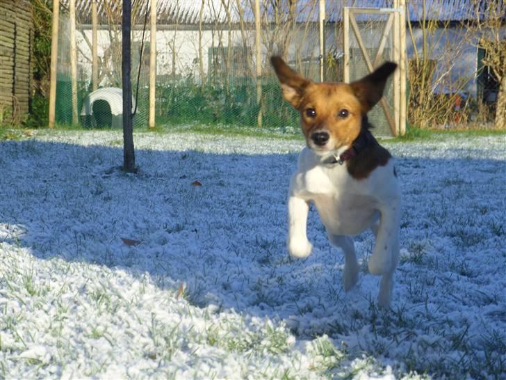 Blanding af racer Lotus billede 16