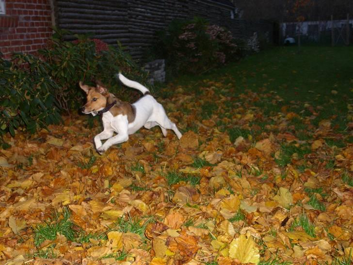 Blanding af racer Lotus billede 17