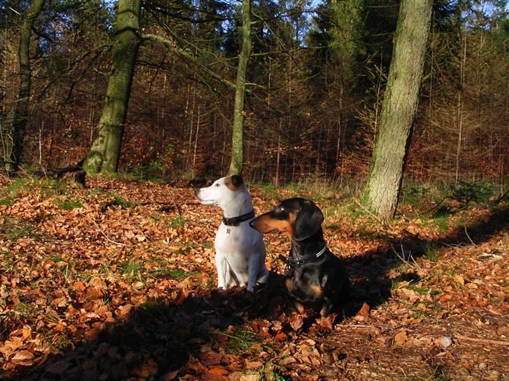 Jack russell terrier ollie  billede 7