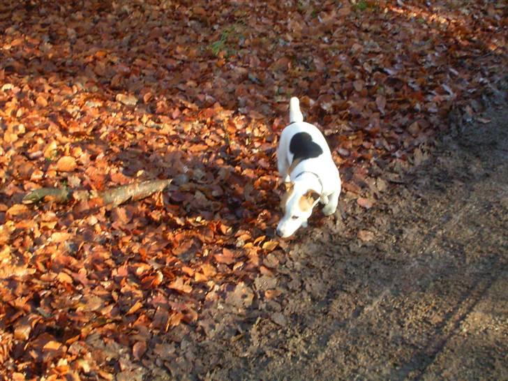 Jack russell terrier ollie  billede 8