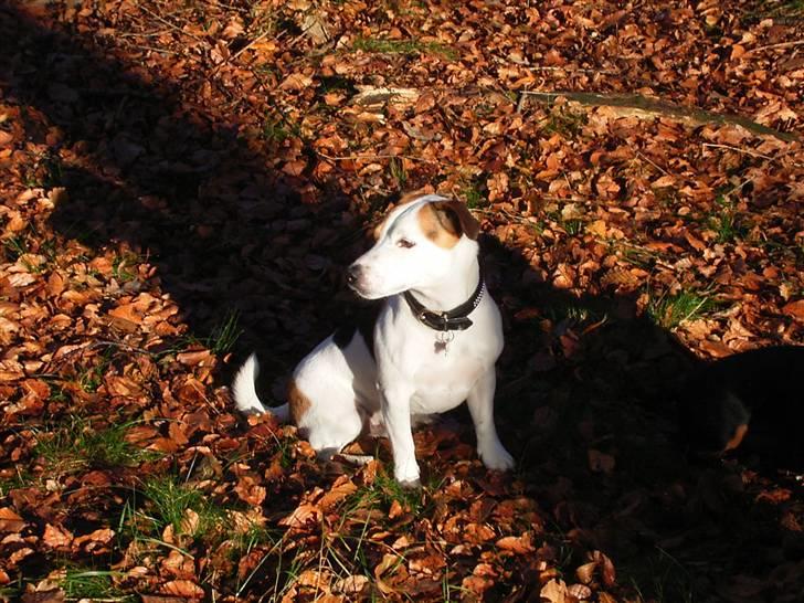 Jack russell terrier ollie  billede 9