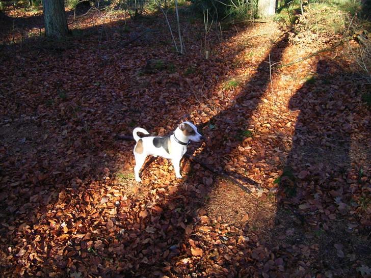 Jack russell terrier ollie  billede 10
