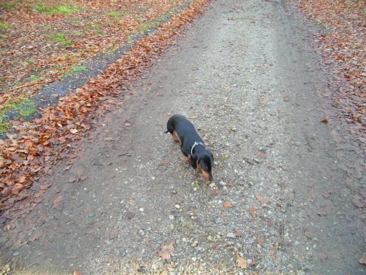 Gravhund max billede 7