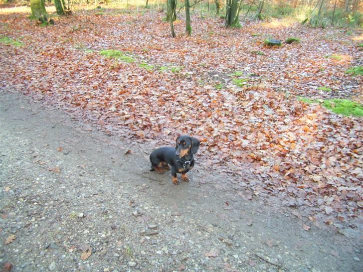 Gravhund max billede 8