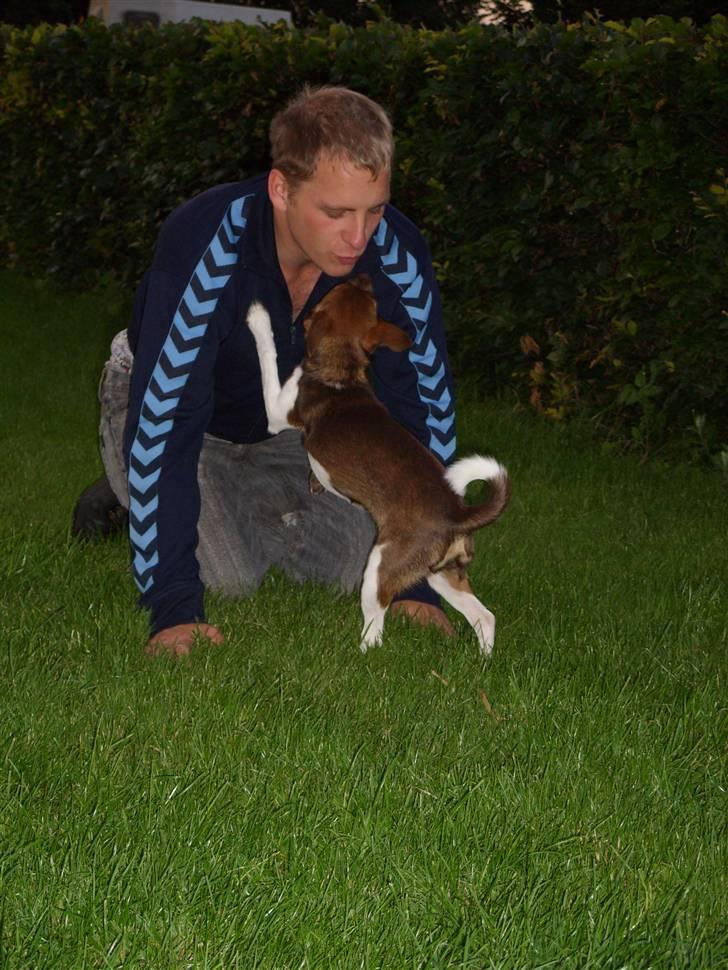 Blanding af racer lubbi billede 19