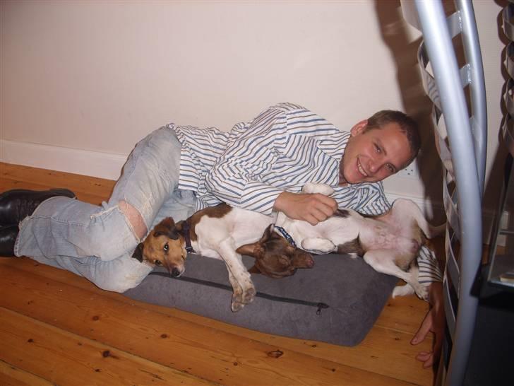 Blanding af racer lubbi billede 20