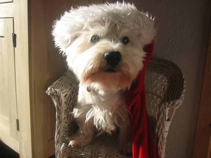 West highland white terrier Chico - Nurh, Chico med nissehue ! billede 9