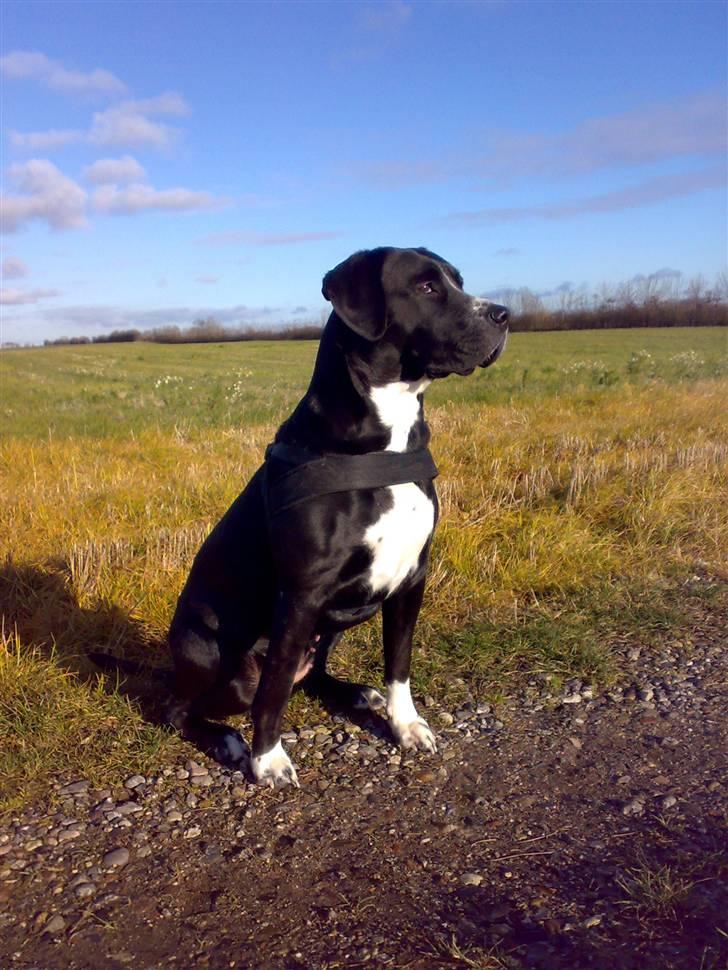 Blanding af racer Naja - Flot novembervejr og en smuk hund i forgrunden *S* Bedre motiv findes ikke *S*   Taget d. 12/11-07 billede 2