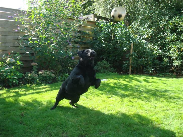 Labrador retriever sara - Sara bassen ;D<33 - Nyt! billede 1