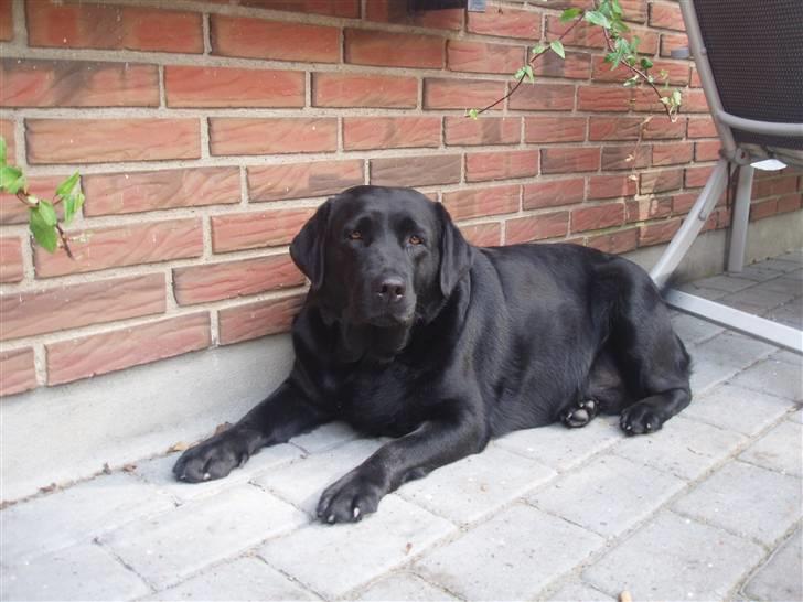 Labrador retriever sara - Ligger og passer på jer og huset :)<3 billede 3