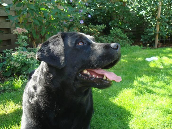 Labrador retriever sara - Putte :* billede 4