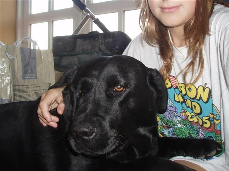 Labrador retriever sara - Vi nusser altid, om morgen<33 det er bare dejligt! billede 5