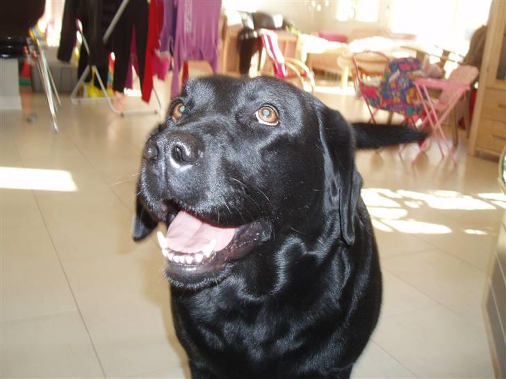 Labrador retriever sara - SMIL!<3  billede 6