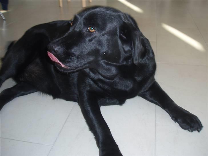 Labrador retriever sara billede 8