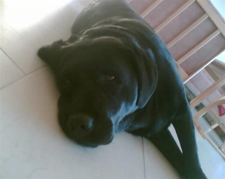 Labrador retriever sara billede 9