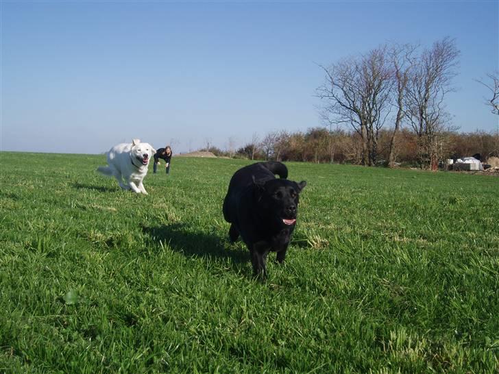 Labrador retriever sara - Jeg kommer først!<3 Sara og hendes gode ven buller xD billede 10