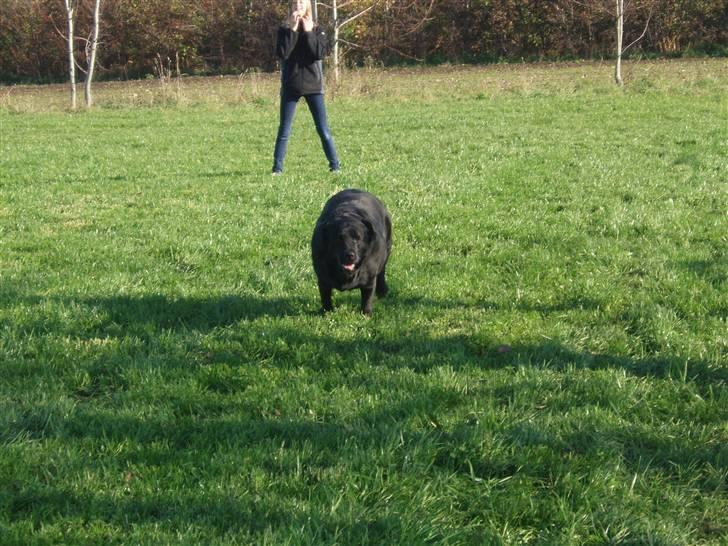 Labrador retriever sara - Jeg kommer nu mor.<3 er jeg ikke bare lidt tyk her var? billede 11