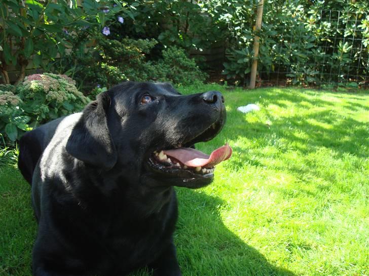 Labrador retriever sara - Hej med dig ;)<3 billede 12