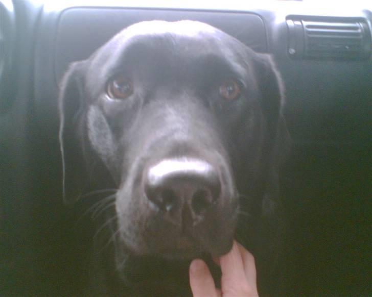 Labrador retriever sara - Det første billed jeg hat taget af hende :´)<33 billede 13