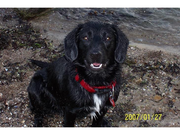 Blanding af racer Sally (sørøveren) - smil til fotografen :o) billede 1