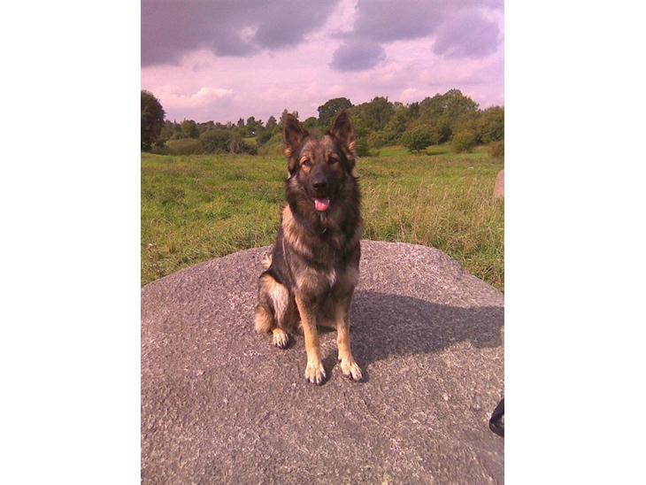 {{currentPhoto.altText}} billede {{currentPhoto.number}}