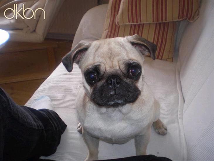 {{currentPhoto.altText}} billede {{currentPhoto.number}}