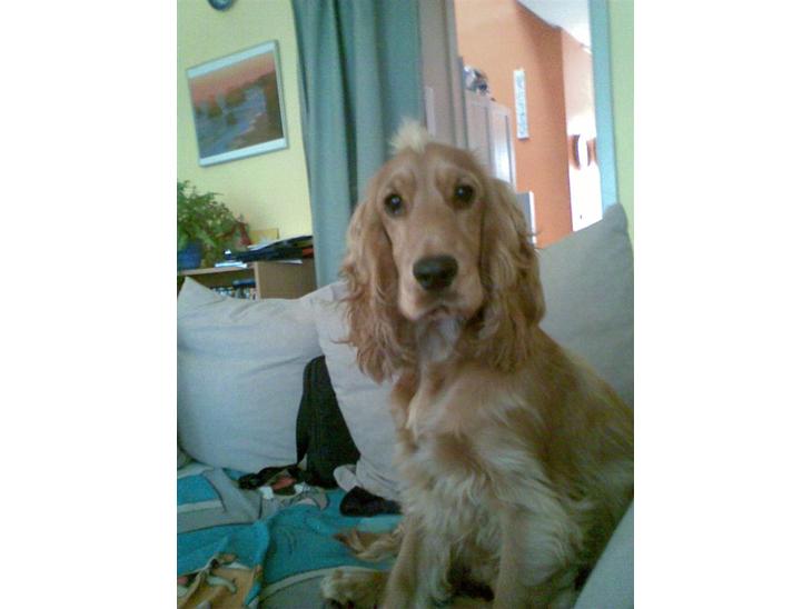 Cocker spaniel trunte - mig jeg har ikke gjort noget billede 1