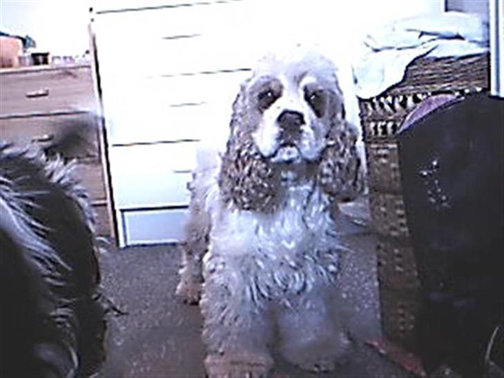 Amerikansk cocker spaniel mulle billede 1