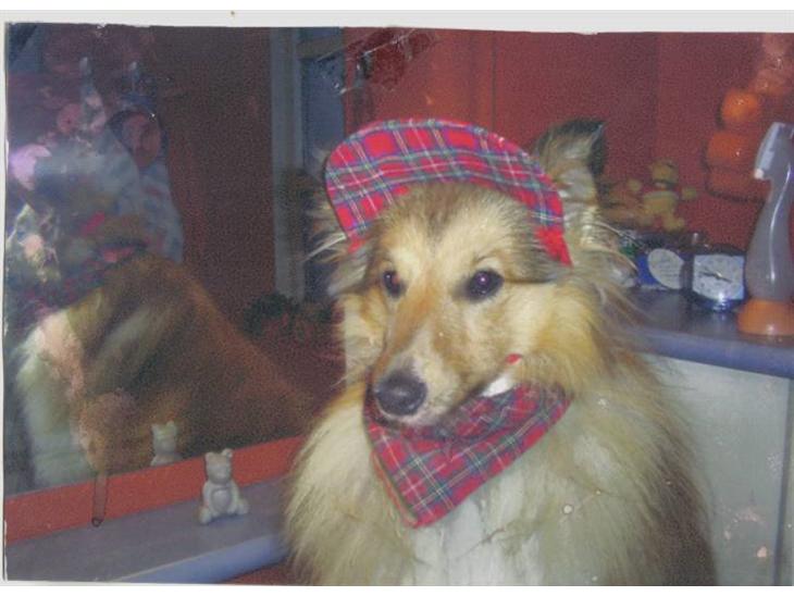 {{currentPhoto.altText}} billede {{currentPhoto.number}}