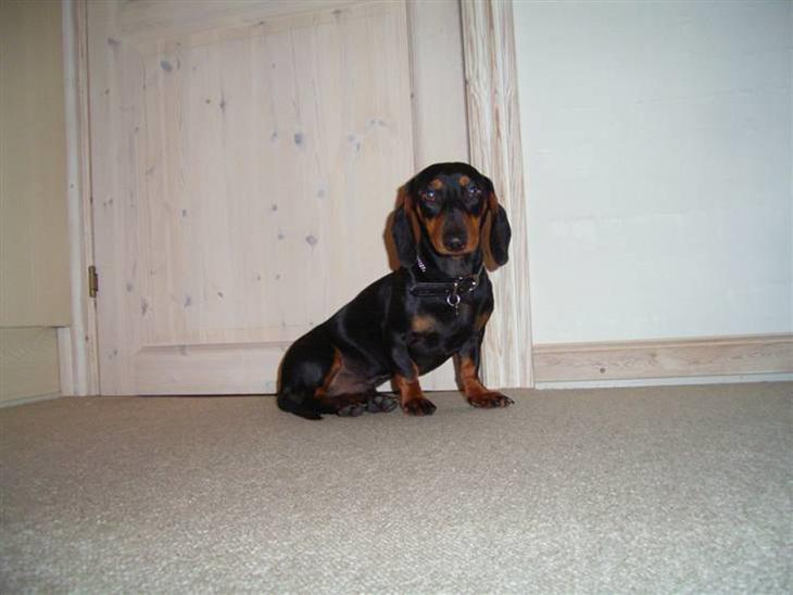 {{currentPhoto.altText}} billede {{currentPhoto.number}}