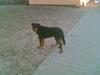 Rottweiler fiona