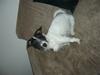 Jack russell terrier Svea