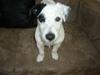 Jack russell terrier Homer