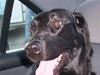 Blanding af racer Flatcoated/Labrador