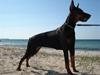 Dobermann Tika di Altobello
