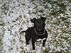 Amerikansk staffordshire terrier Kelly [ Himmelhund]