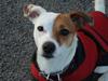 Jack russell terrier Thess