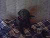 Labrador retriever fie