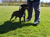 Staffordshire bull terrier Boris R.I.P