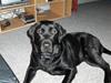 Labrador retriever Bamse r.i.p :"( savnet