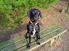 Blanding af racer Bella
