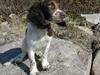 Engelsk springer spaniel Jack