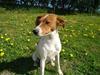Dansk svensk gaardhund Daisy