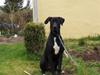 Blanding af racer Holger *Himmelhund*