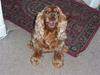 Cocker spaniel Bella