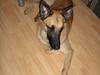 Malinois Luca