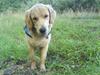 Golden retriever Ally